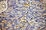 PABPC1/PABP Antibody in Immunohistochemistry (Paraffin) (IHC (P))