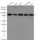 PABPC1/PABP Antibody in Western Blot (WB)