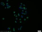 POLG2 Antibody in Immunocytochemistry (ICC/IF)