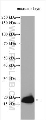 Midkine Antibody in Western Blot (WB)