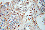 GABARAPL1 Antibody in Immunohistochemistry (Paraffin) (IHC (P))