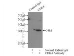 CDK4 Antibody in Immunoprecipitation (IP)