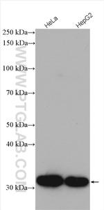 CDK4 Antibody in Western Blot (WB)