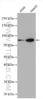 PLOD3 Antibody in Western Blot (WB)