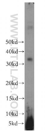 WBP1 Antibody in Western Blot (WB)