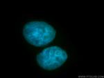 RBMS1 Antibody in Immunocytochemistry (ICC/IF)