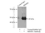 RBMS1 Antibody in Immunoprecipitation (IP)