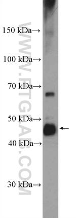 RBMS1 Antibody in Western Blot (WB)