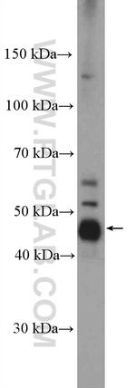 RBMS1 Antibody in Western Blot (WB)