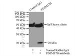 TIMM17B Antibody in Immunoprecipitation (IP)