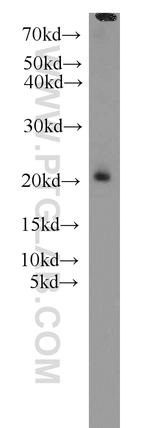 TIMM17B Antibody in Western Blot (WB)