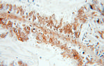 SYCE1 Antibody in Immunohistochemistry (Paraffin) (IHC (P))