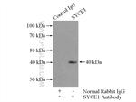 SYCE1 Antibody in Immunoprecipitation (IP)