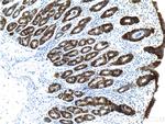 CA9 Antibody in Immunohistochemistry (Paraffin) (IHC (P))