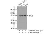 CA9 Antibody in Immunoprecipitation (IP)