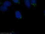IFT57 Antibody in Immunocytochemistry (ICC/IF)