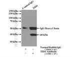 TID1 Antibody in Immunoprecipitation (IP)