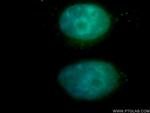 NFE2 Antibody in Immunocytochemistry (ICC/IF)