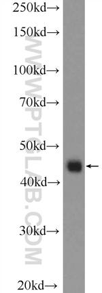 NFE2 Antibody in Western Blot (WB)