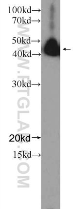 NFE2 Antibody in Western Blot (WB)