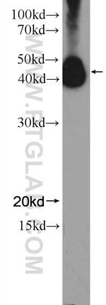 NFE2 Antibody in Western Blot (WB)