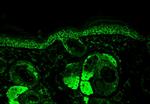 Hsp60 Antibody in Immunohistochemistry (Paraffin) (IHC (P))