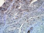 Hsp90 alpha Antibody in Immunohistochemistry (PFA fixed) (IHC (PFA))