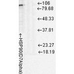 Hsp90 alpha Antibody in Western Blot (WB)