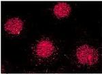 FKBP52 Antibody in Immunocytochemistry (ICC/IF)
