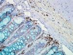 Hsp90 Antibody in Immunohistochemistry (PFA fixed) (IHC (PFA))