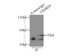 TXNRD1 Antibody in Immunoprecipitation (IP)