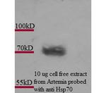 Hsp70 Antibody in Western Blot (WB)