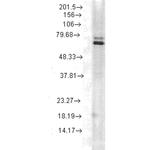 Hsp70 Antibody in Western Blot (WB)