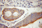 TIMM10 Antibody in Immunohistochemistry (Paraffin) (IHC (P))