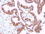 DMC1 Antibody in Immunohistochemistry (Paraffin) (IHC (P))