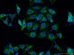 FKBP8 Antibody in Immunocytochemistry (ICC/IF)