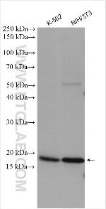TIMM17A Antibody in Western Blot (WB)