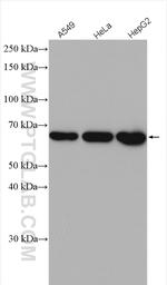 ILVBL Antibody in Western Blot (WB)