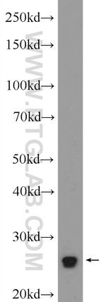 FLCN Antibody in Western Blot (WB)