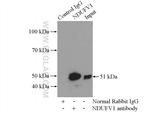 NDUFV1 Antibody in Immunoprecipitation (IP)
