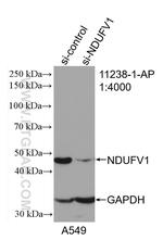 NDUFV1 Antibody in Western Blot (WB)