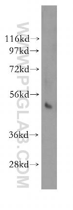 NFKBIE Antibody in Western Blot (WB)