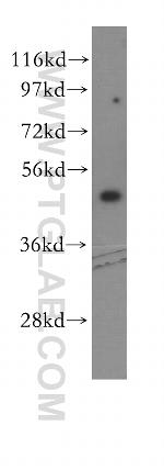 EIF4A2 Antibody in Western Blot (WB)