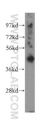 P2RY6 Antibody in Western Blot (WB)