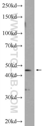 SERPINE2 Antibody in Western Blot (WB)