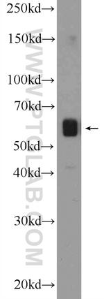 Beclin 1 Antibody in Western Blot (WB)