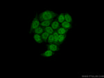 NSD3 Antibody in Immunocytochemistry (ICC/IF)