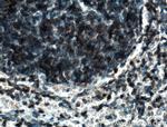 DEF6 Antibody in Immunohistochemistry (Paraffin) (IHC (P))