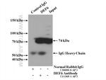 DEF6 Antibody in Immunoprecipitation (IP)