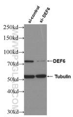 DEF6 Antibody in Western Blot (WB)